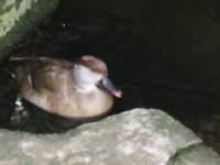 duckinwater1_small.jpg