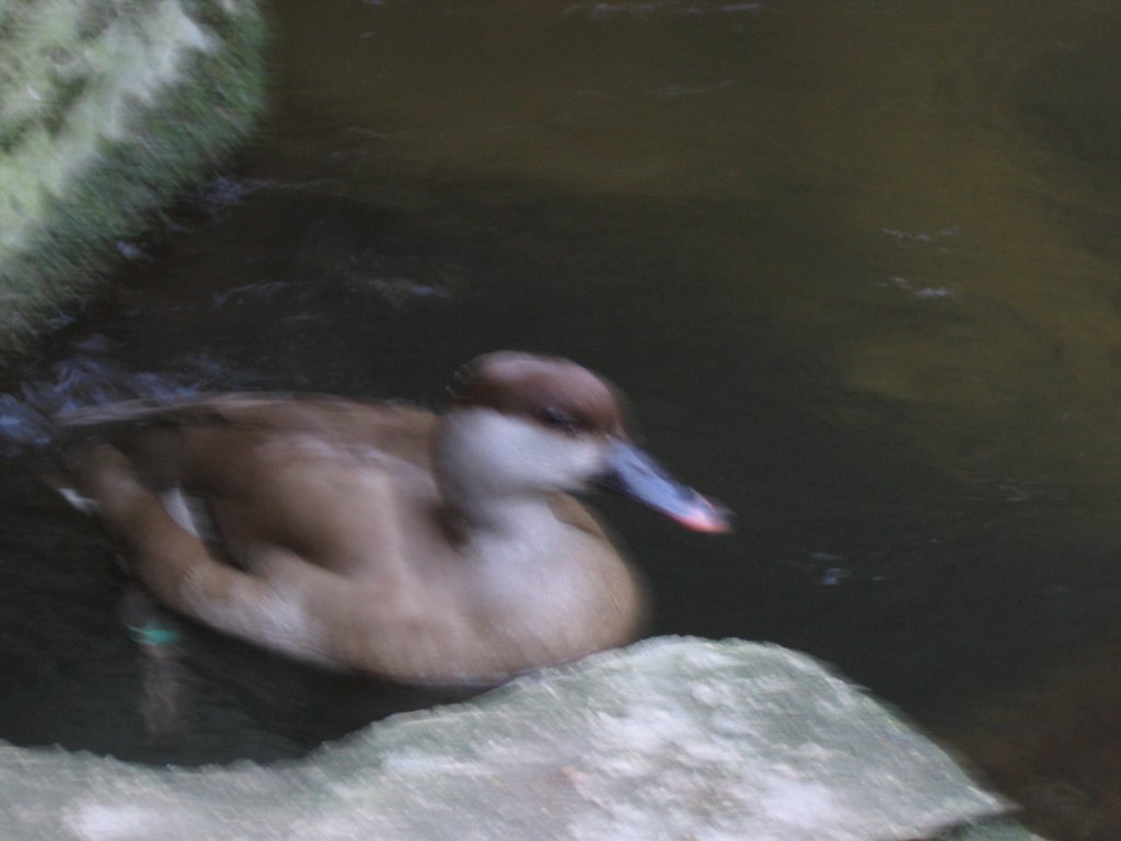 duckinwater2.jpg