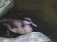 duckinwater2_small.jpg