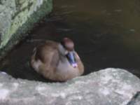 duckinwater3_small.jpg